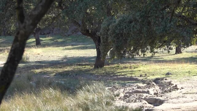 Two fallow deer with large antlers fight each other during the rut. El Pardo. Madrid. Spain