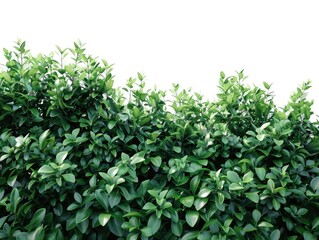 Obraz premium The bush is covered in green leaves and is very full. The leaves are large and vibrant, giving the bush a lush and healthy appearance. The bush is located on a white background