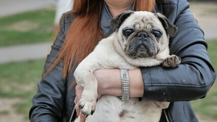 Woman holding her lovely pug dog in her arms while taking a walk in the park