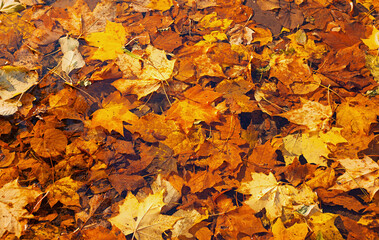 Autumn leaves background. Fallen maple leaves lying in the park, autumn leaves background with orange fallen leaves