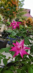 pink flowers in the garden