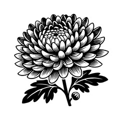 Fototapeta premium chrysanthemum flower engraving black and white outline