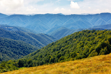 grassy meadow with forest on the hill. carpathian mountain landscape on a sunny day in autumn....
