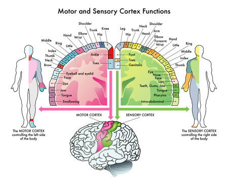 Medical diagram of the functions of the motor cortex and sensory cortex, two parts of the human brain, with annotations.