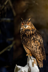Owl in winter. Eagle owl, Bubo bubo, perched in dark coniferous forest enlightened by morning sun...