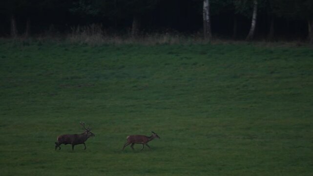 Rut season. Male and female of deer on the field with forest in the background. Red deer stag outside forest, animal lying in grass, nature habitat, Czech Republic. Deer in the habitat. 