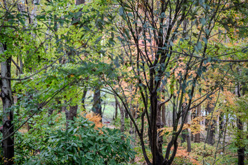 japanese temple in autumn