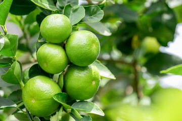 Green lemons is citrus  fruits on a branch with nature background. Green Lemons tree in the garden with daylight. Fresh green lime fruit hanging from branch.