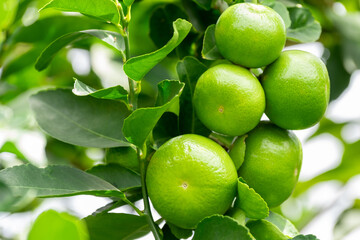 Green lemons is citrus  fruits on a branch with nature background. Green Lemons tree in the garden with daylight. Fresh green lime fruit hanging from branch.