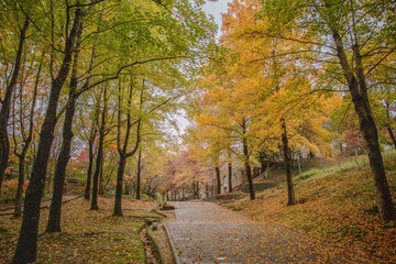 japanese temple in autumn