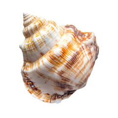 Textured Seashell with Natural Stripes Isolated on White Background Ideal for Coastal and Marine Themes, Cutout, Isolated on White Background