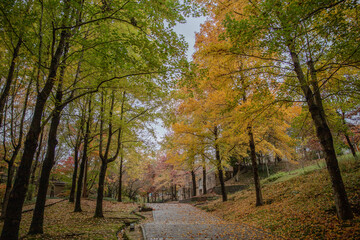 japanese temple in autumn