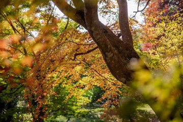 japanese temple in autumn