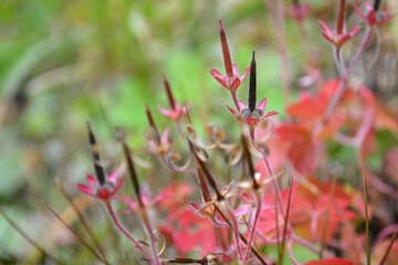 アメリカフウロの花後