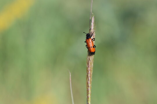 Mylabris quadripunctata (blister beetle) on the grass