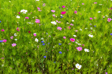 Massif de fleurs de cosmos sur fond de feuilles vertes, camaïeu de couleur rose