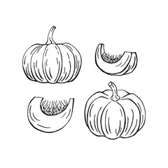 Set of pumpkin. Hand drawn vector illustration.