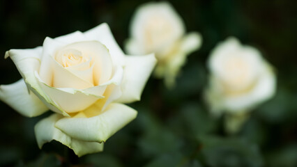 white rose in the garden