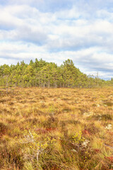 Obraz premium Bog landscape view with pine trees