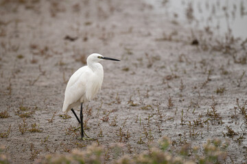 Little Egret, Egret garzetta, walking along a muddy shore