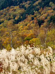 Obraz premium 志賀高原、田ノ原湿原の遊歩道からの美しい紅葉の風景。フワフワと揺らぐススキ越しに見える鮮やかな紅葉の山