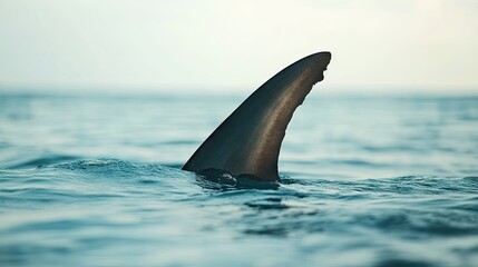 Fototapeta premium A close-up of a tail fin with a blurred ocean background. The clear water around the fin offers a perfect space for text.