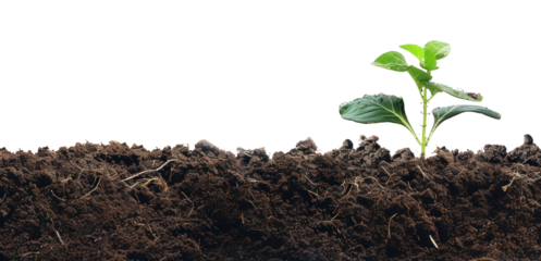 PNG Young plant growing in soil