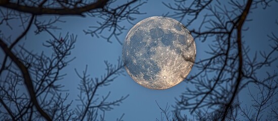 Naklejka premium A Waxing Gibbous Moon Against A Dusk Sky Surrounded By Tree Branches In The Foreground