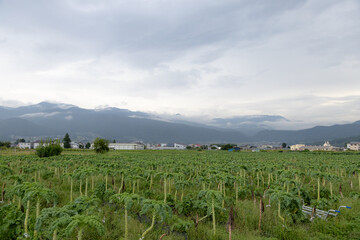 Obraz premium green fern in the garden