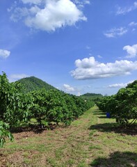 Fototapeta premium vineyard in region