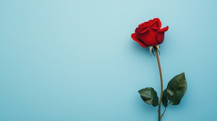 Obraz premium A single red rose against a soft pastel blue background.