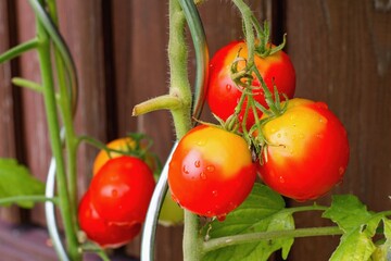 Green-yellow shoulder on tomatoes. The main cause seems to be an imbalance in fertilizers, causing...