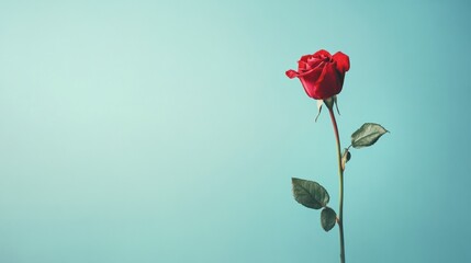 Obraz premium A single red rose against a soft pastel blue background.