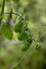 green fern in the garden