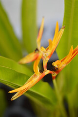 Heliconia psittacorum