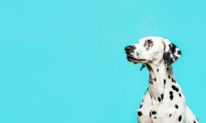 Adorable Dalmatian dog on blue background. Copy space