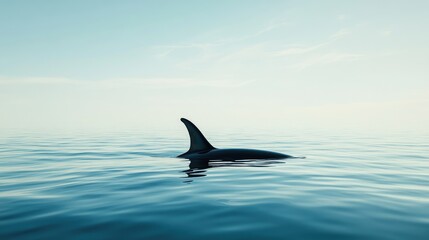 Naklejka premium A whale dorsal fin emerging from the water with a clean, unobstructed ocean surface. The ample space around the fin is ideal for text.