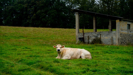 Obraz premium Close up of a white cow in a meadow 