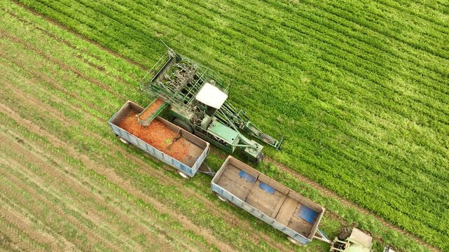 Aerial shot of a tractor harvesting a carrots on a  farm in the California