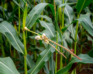 Close up of Corn plant with Corn smut (Ustilago maydis)
