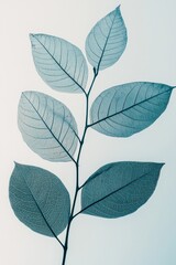 Fototapeta premium Minimalist skeleton leaves on a clean background 