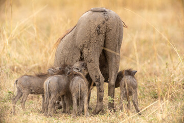 Warzenschweinmutter s&auml;ugt Ferkel