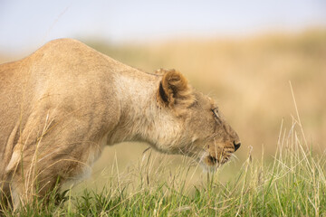 Löwenortrait bei der Jagd