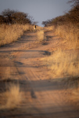 An adult leopard walking slowly down a dirt track between tall dry grass toward the camera as the sun sets in Namibia