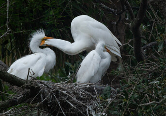White Heron with her chicks