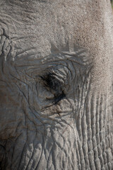 An extreme close up of an adult elephant's eye surrounded by grey, wrinkled skin in Etosha National Park, Namibia