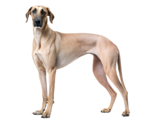 Arabian Sloughi dog isolated on white background.