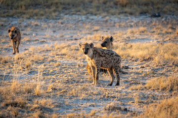 A small group of spotted hyenas looking at the camera on the grassland at sunrise in Etosha National Park, Namibia