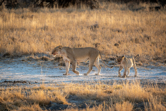 A female lioness mother and her lion cub walking across grassland with the sun setting behind them in Etosha National Park, Namibia