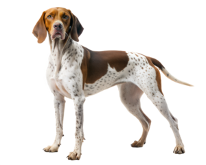German Shorthaired Pointer. Kurzhaar dog isolated on white background.